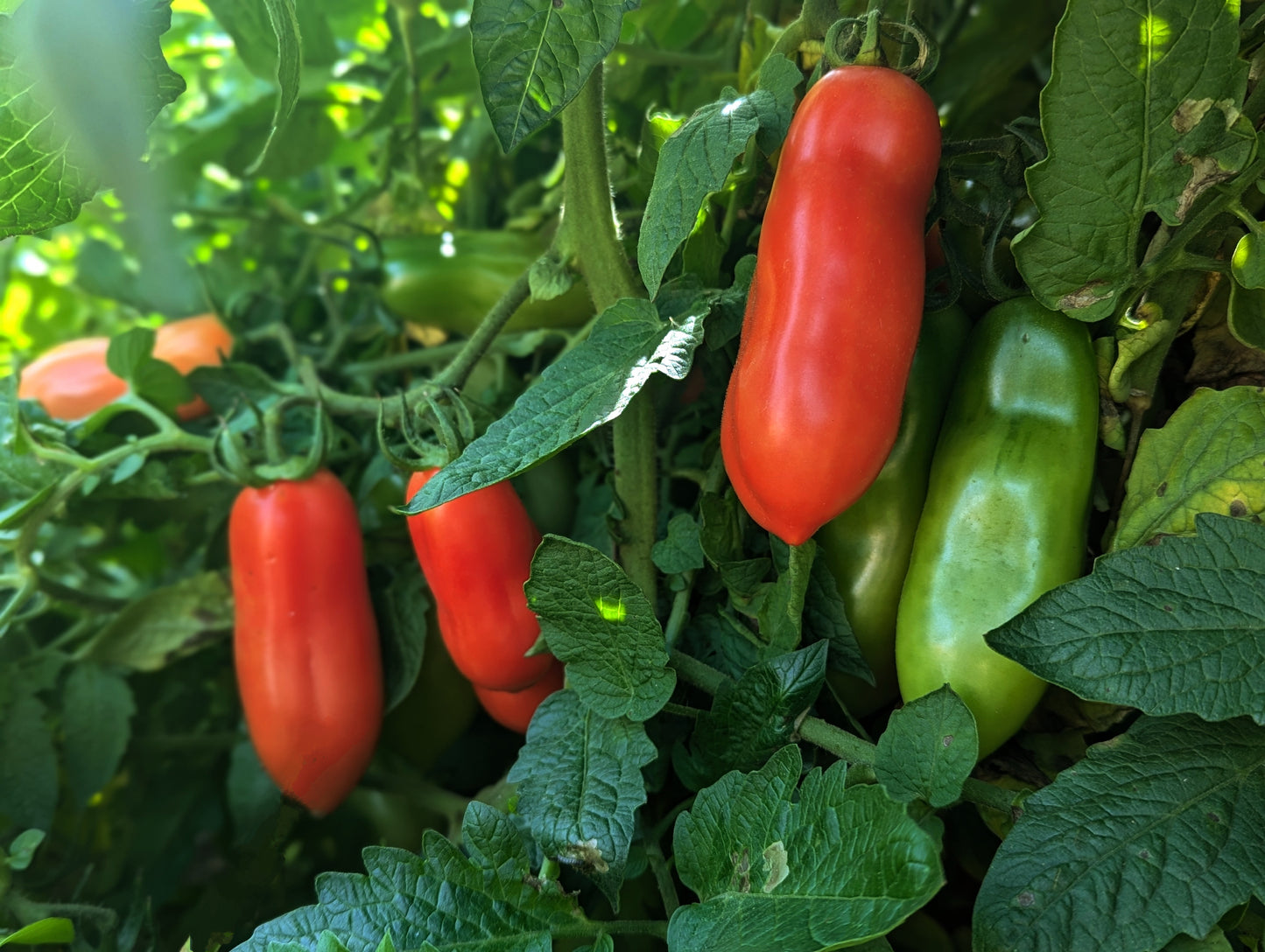 San Marzano Tomato seeds